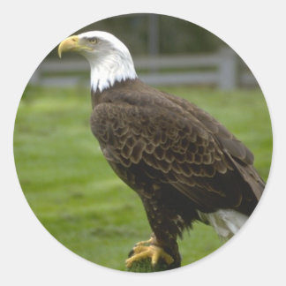 Adesivo Redondo Sticker Bald Eagle Americano