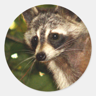 Adesivo Redondo Sticker "Bandit" Raccoon