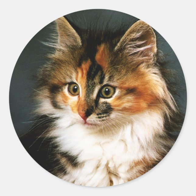 Adesivo Redondo Sticker-Calico Kitten (Frente)