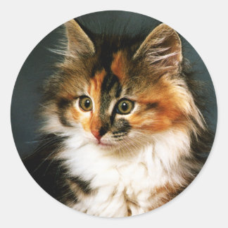 Adesivo Redondo Sticker-Calico Kitten