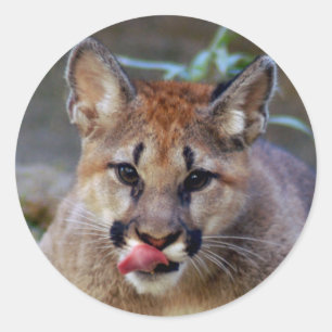 Adesivo Redondo Sticker-cougar-cub10x10