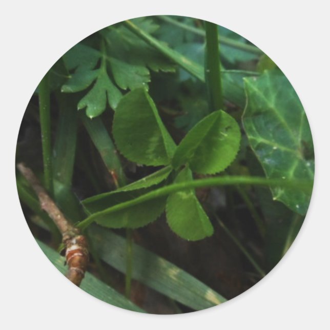 Adesivo Redondo Sticker Four Leaf Clover (Frente)