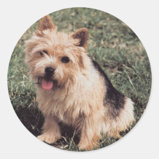 Adesivo Redondo Sticker Terrier Norwich