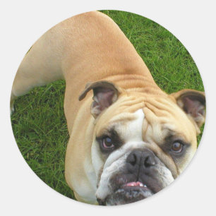 Adesivo Redondo Stickers American Buldog