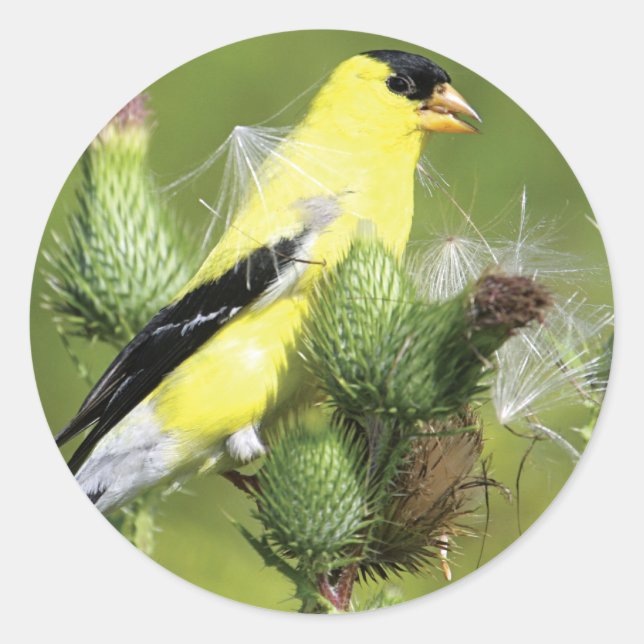 Adesivo Redondo Stickers American Goldfinch (Frente)
