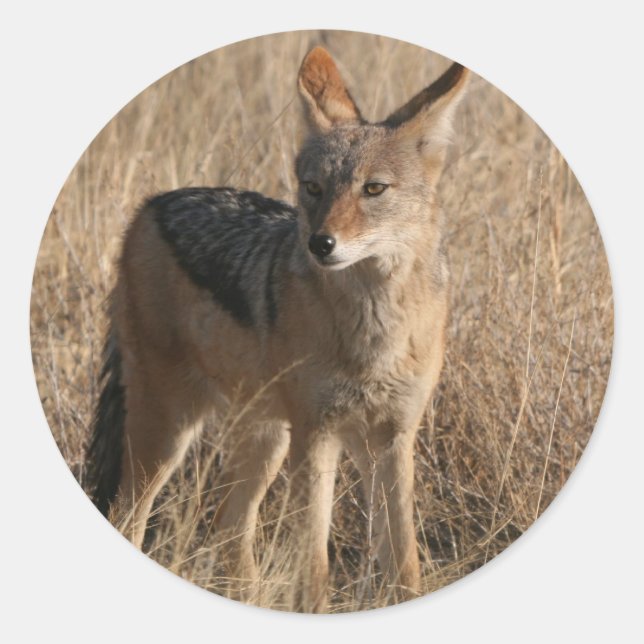 Adesivo Redondo Stickers Bebês (Frente)