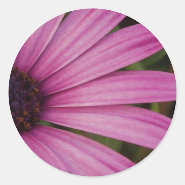 Adesivo Redondo Stickers Daisy Rosa (Frente)