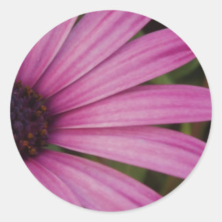 Adesivo Redondo Stickers Daisy Rosa