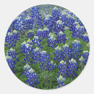 Adesivo Redondo Stickers do Campo de Fotos do Texas Bluebonnets