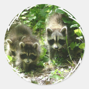 Adesivo Redondo Stickers do Raccoon Habitat
