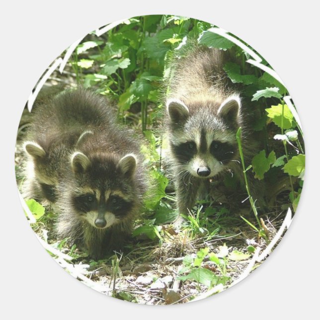 Adesivo Redondo Stickers do Raccoon Habitat (Frente)
