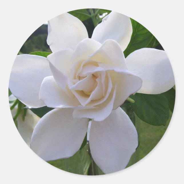 Adesivo Redondo Stickers - Gardenia Naturalmente Gorda (Frente)