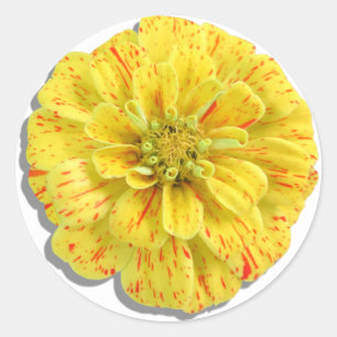 Adesivo Redondo Stickers - Greve de doces Zinnia