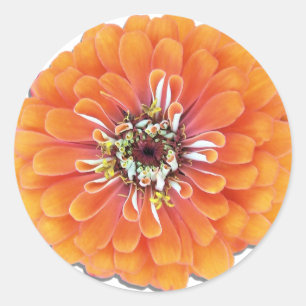 Adesivo Redondo Stickers - Orange Zinnia