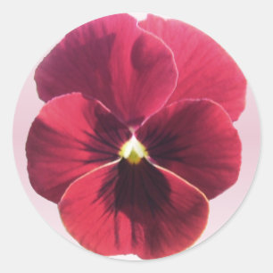 Adesivo Redondo Stickers - Pansy Vermelho Escuro