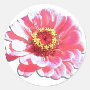 Adesivo Redondo Stickers - Zinnia Rosa