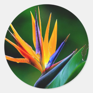 Adesivo Redondo Strelitzia. Pássaro da flor de paraíso