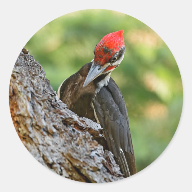 Adesivo Redondo Stunning Portrait of Pileated Woodpecker on Tree (Frente)