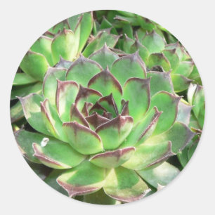 Adesivo Redondo Succulents