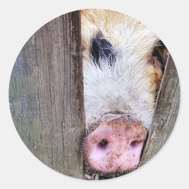 ADESIVO REDONDO SUÍNOS (Frente)