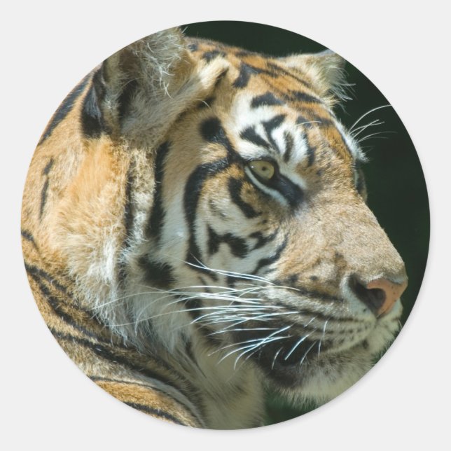 Adesivo Redondo Sumatran Tiger (Frente)