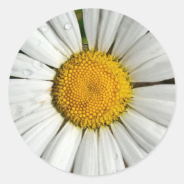 Adesivo Redondo Summer Daisy Sticker