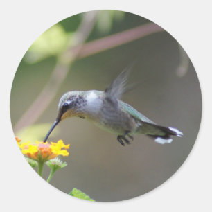 Adesivo Redondo Summer Humming