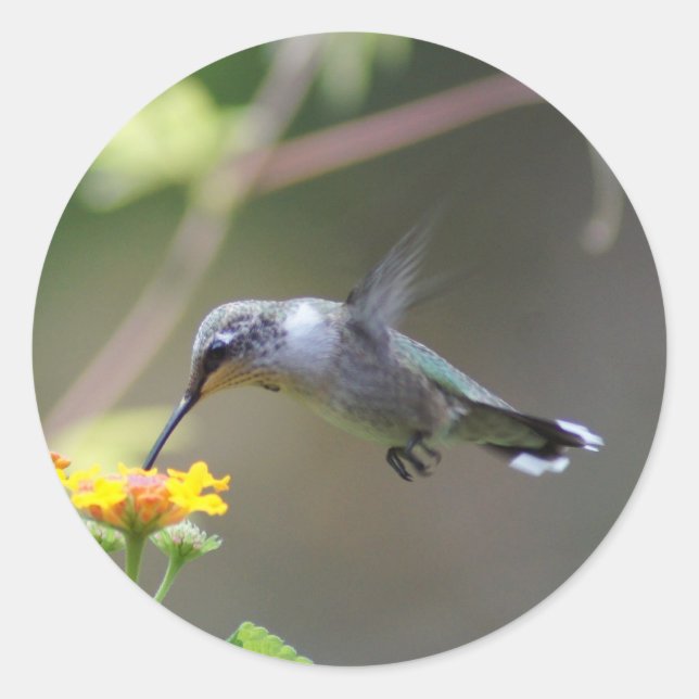 Adesivo Redondo Summer Humming (Frente)