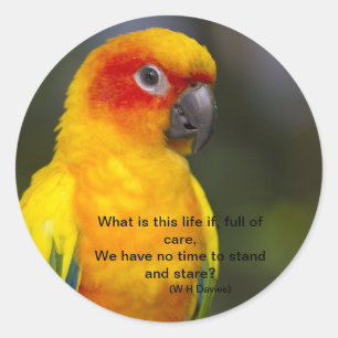Adesivo Redondo Sun Conure Parrot Sticker (com texto)