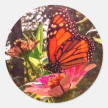 Sun Shining Thru Wings de Monarca