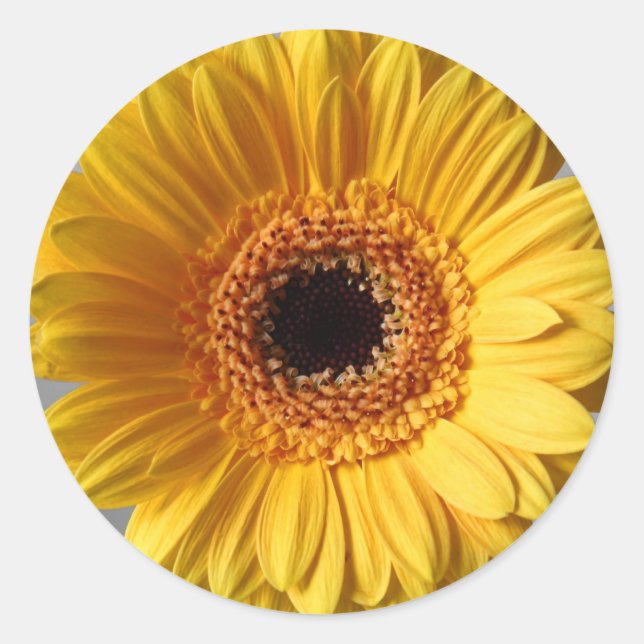 Adesivo Redondo Sun Yellow Gerbera (Frente)
