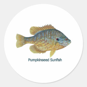 Adesivo Redondo Sunfish de Pumpkinseed (intitulado)