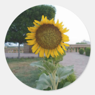 Adesivo Redondo Sunflower Art Impressão