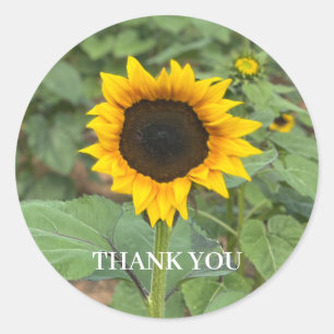Adesivo Redondo Sunflower Field Obrigado