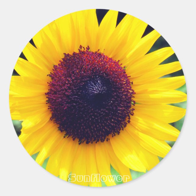 Adesivo Redondo Sunflower：Round Seal (Frente)