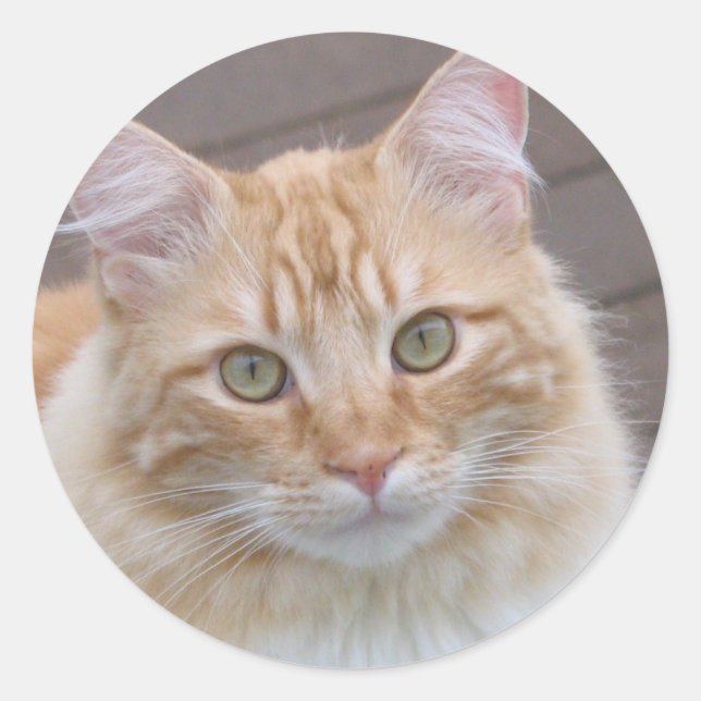 Adesivo Redondo Sunny (Frente)