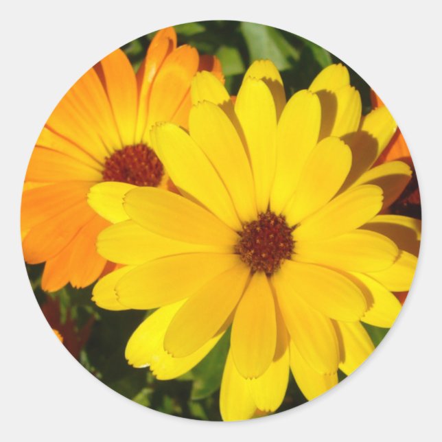Adesivo Redondo SUNNY MARIGOLDS Stickers (Frente)