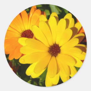 Adesivo Redondo SUNNY MARIGOLDS Stickers
