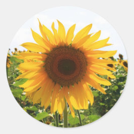Adesivo Redondo Sunny Sunflower