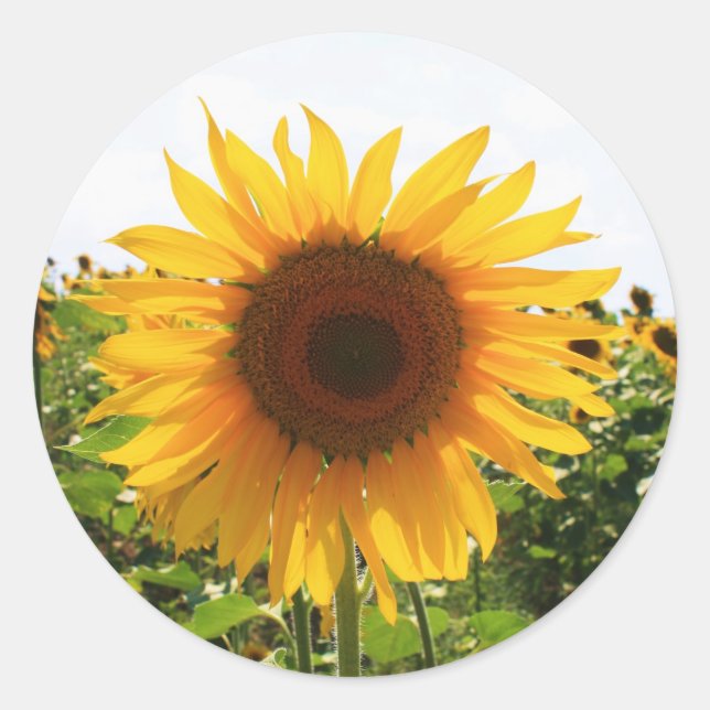Adesivo Redondo Sunny Sunflower (Frente)
