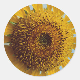 Adesivo Redondo Sunny Sunflower - Giant Yellow Center Close (Centr