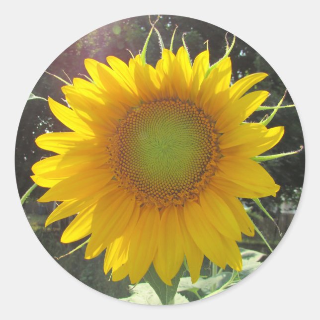 Adesivo Redondo Sunny Yellow Sunflower (Frente)