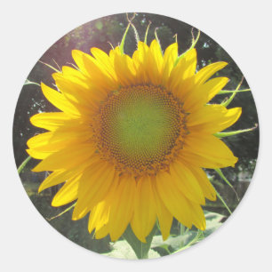 Adesivo Redondo Sunny Yellow Sunflower