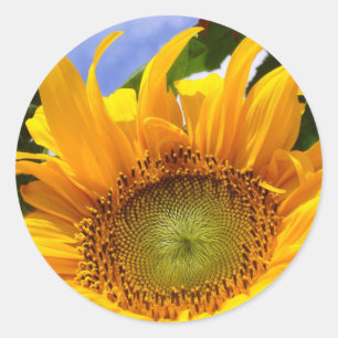 Adesivo Redondo SUNSHINE SUNFLOWER Stickers