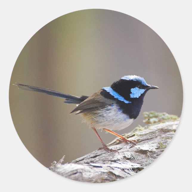 Adesivo Redondo Superb Fairy-wren (Frente)