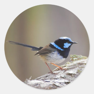 Adesivo Redondo Superb Fairy-wren