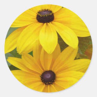 Adesivo Redondo Susan Rudbeckia hirta de Blackeyed f. homocroma