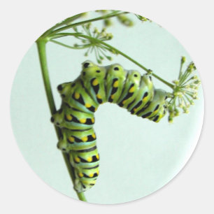 Adesivo Redondo Swallowtail preto Caterpillar que come a salsa