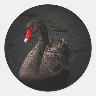 Adesivo Redondo Swan Negro