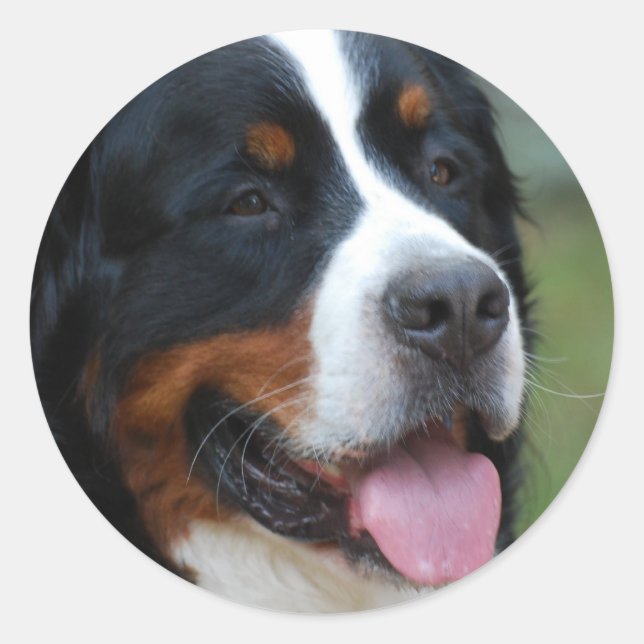 Adesivo Redondo Sweet Bernese Sticker (Frente)